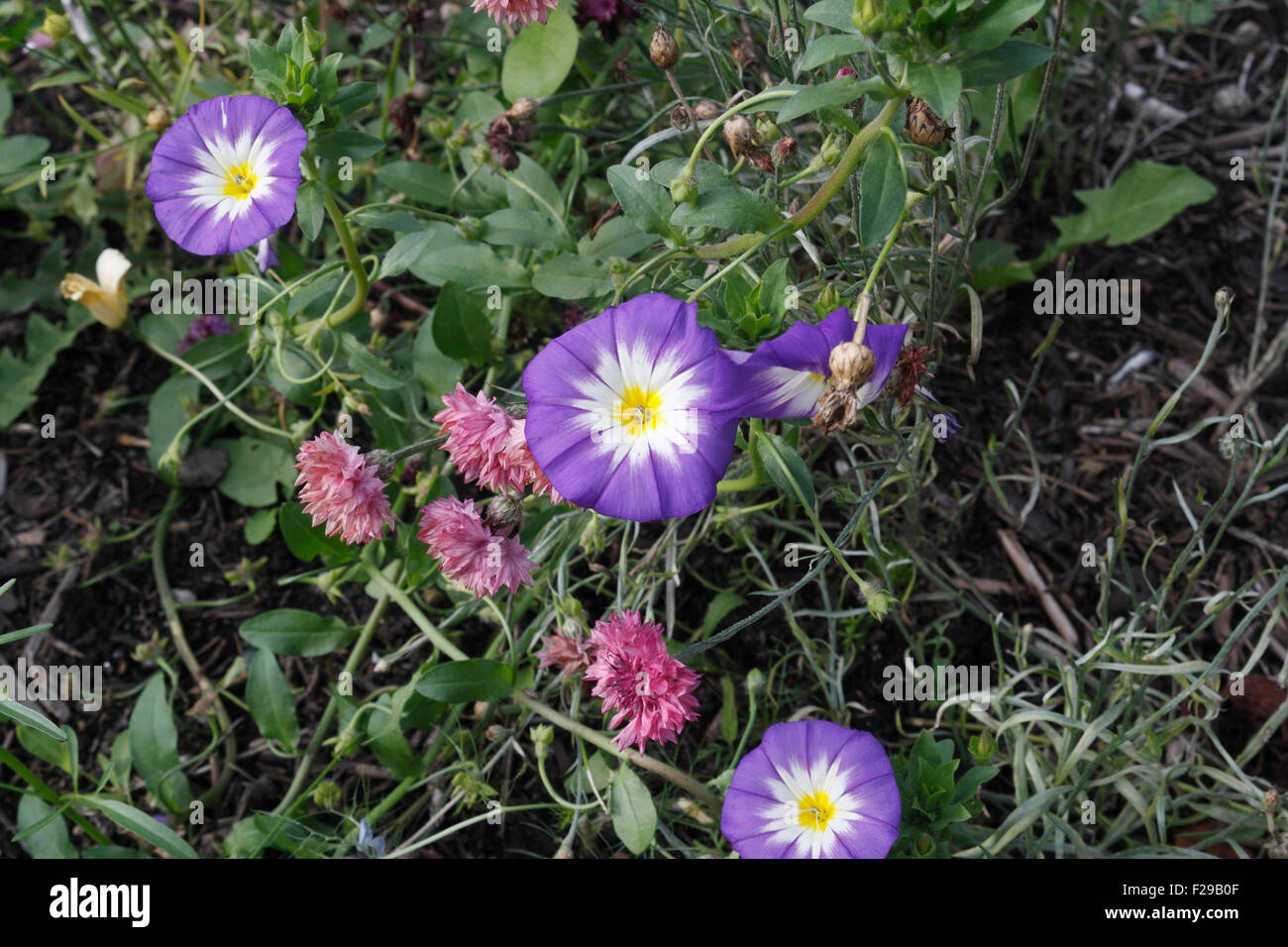 Gloria di mattina fiori Foto Stock