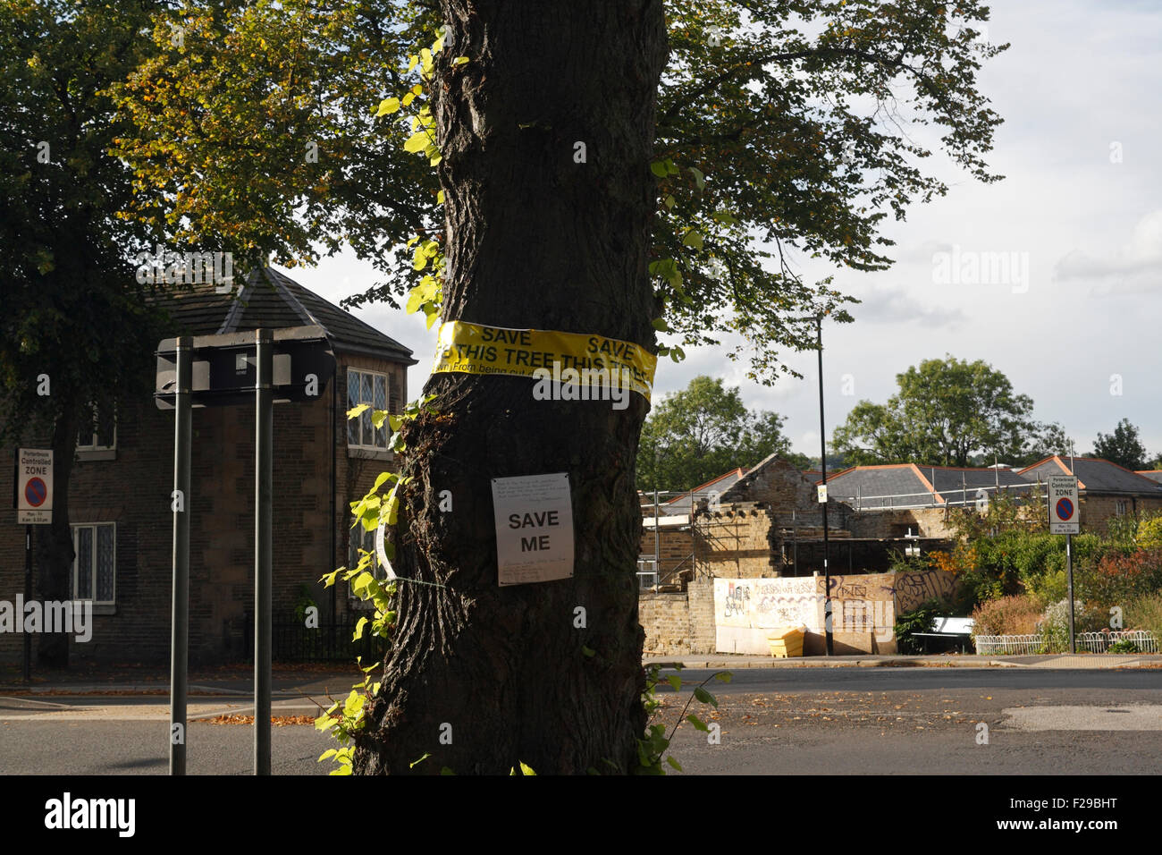 Alberi minacciati di essere tagliati a Nether Edge da Sheffield Council e Amey, Environmental Vandalism England. Abbattimento di alberi urbani Foto Stock