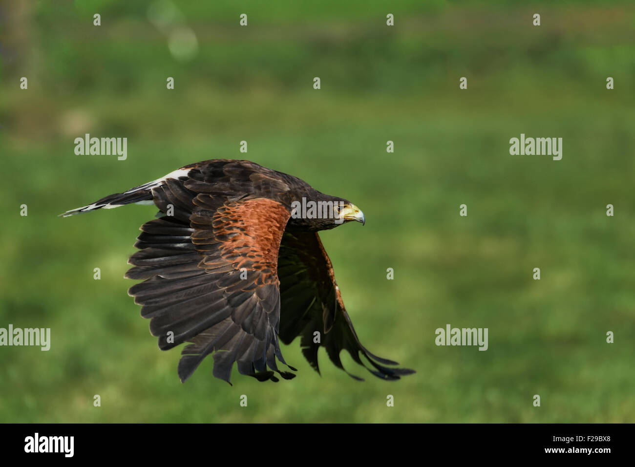 Steppa Eagle (Aquila nipalensis) battenti. Foto Stock