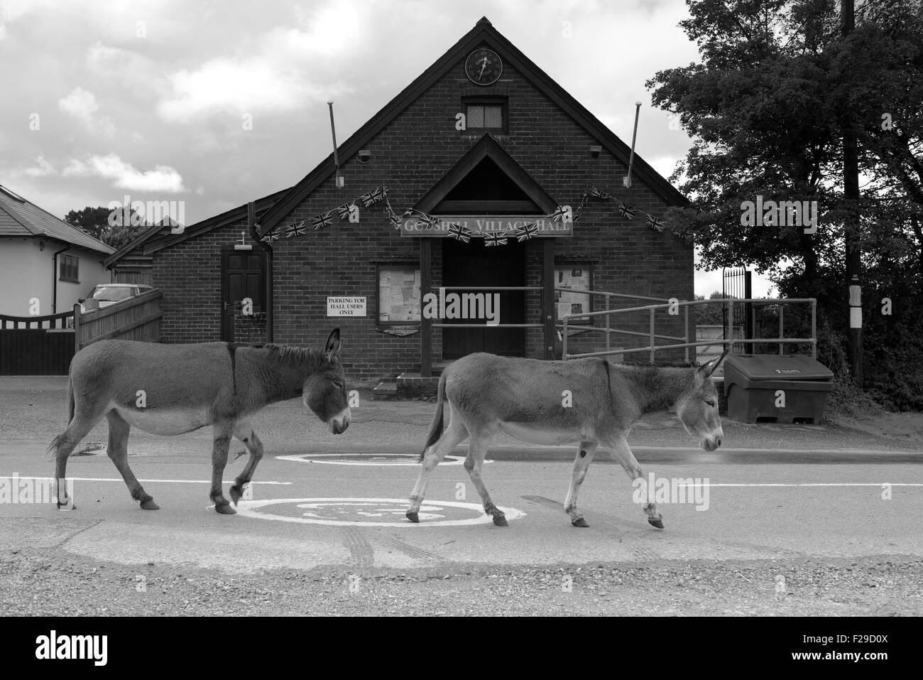 Il traffico lento. Nuova Foresta asini di camminare per strada, Hampshire, Regno Unito Foto Stock