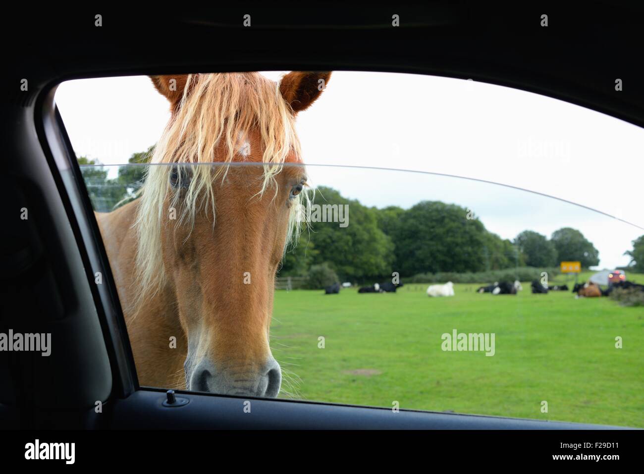 New Forest pony guardando attraverso il finestrino di un'automobile. Foto Stock