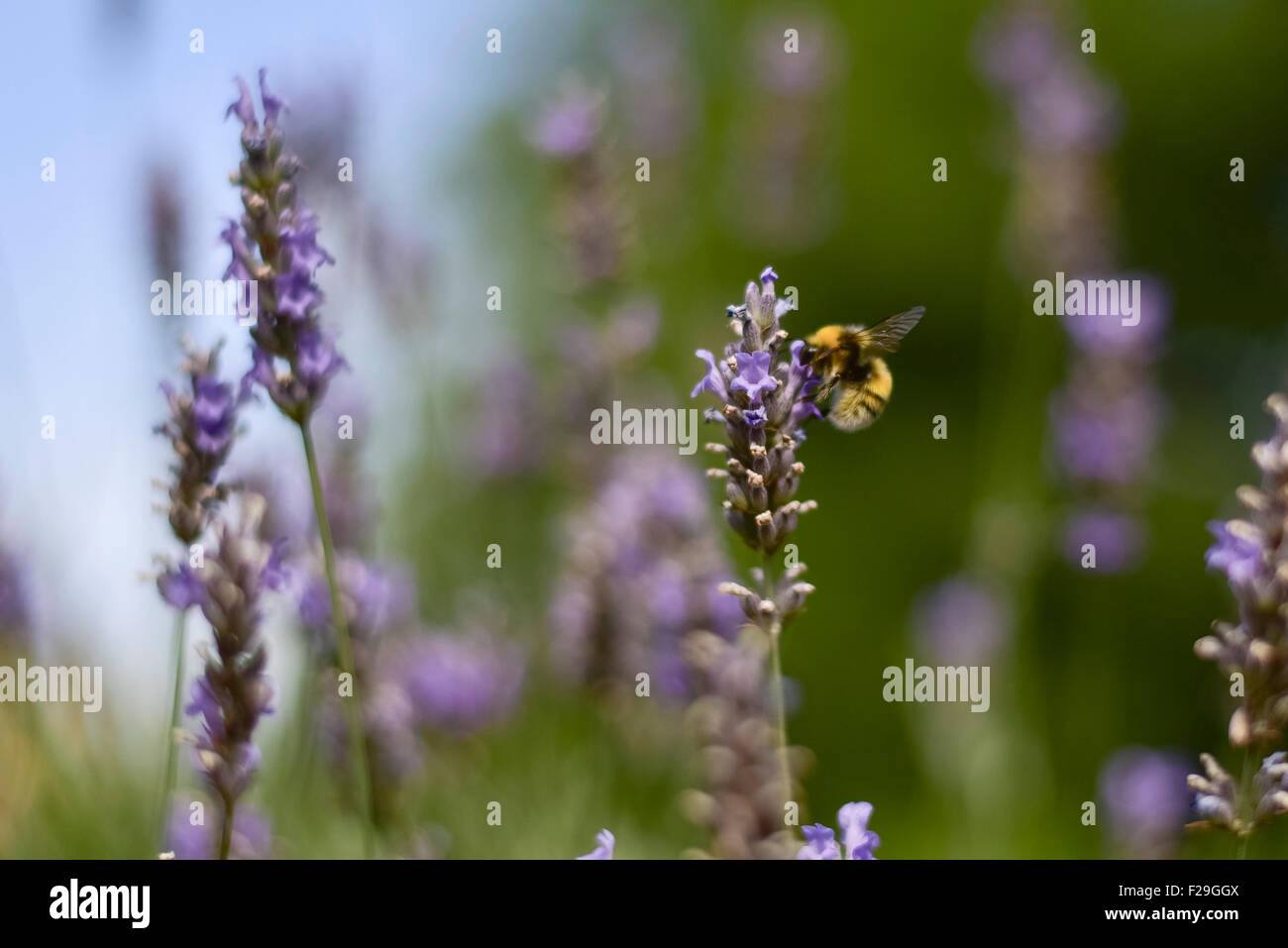 Un miele delle api visitando un fiore lavanda Foto Stock