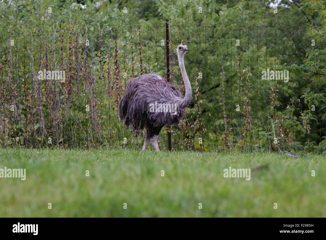 Lo struzzo è il più grande e tra i più originali e più alto e più pesante della specie di uccelli viventi sulla terra. Foto Stock