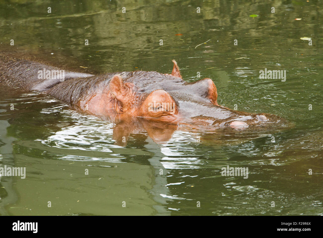 Hippo sommerso in acqua Foto Stock