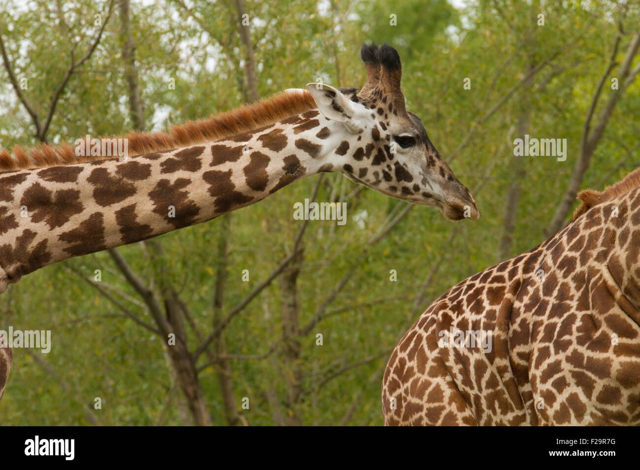 giraffa collo Foto Stock