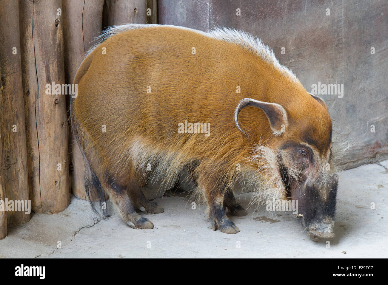 Red River hog "bush suino" Foto Stock