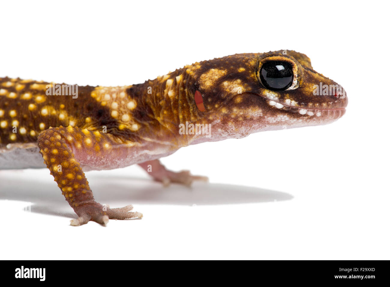 Australian barking gecko (Underwoodisaurus Milii) Foto Stock