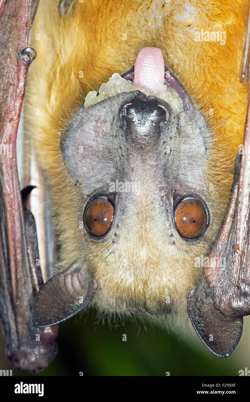 Paglia colorata frutta Bat (Eidolon Helvum) Foto Stock