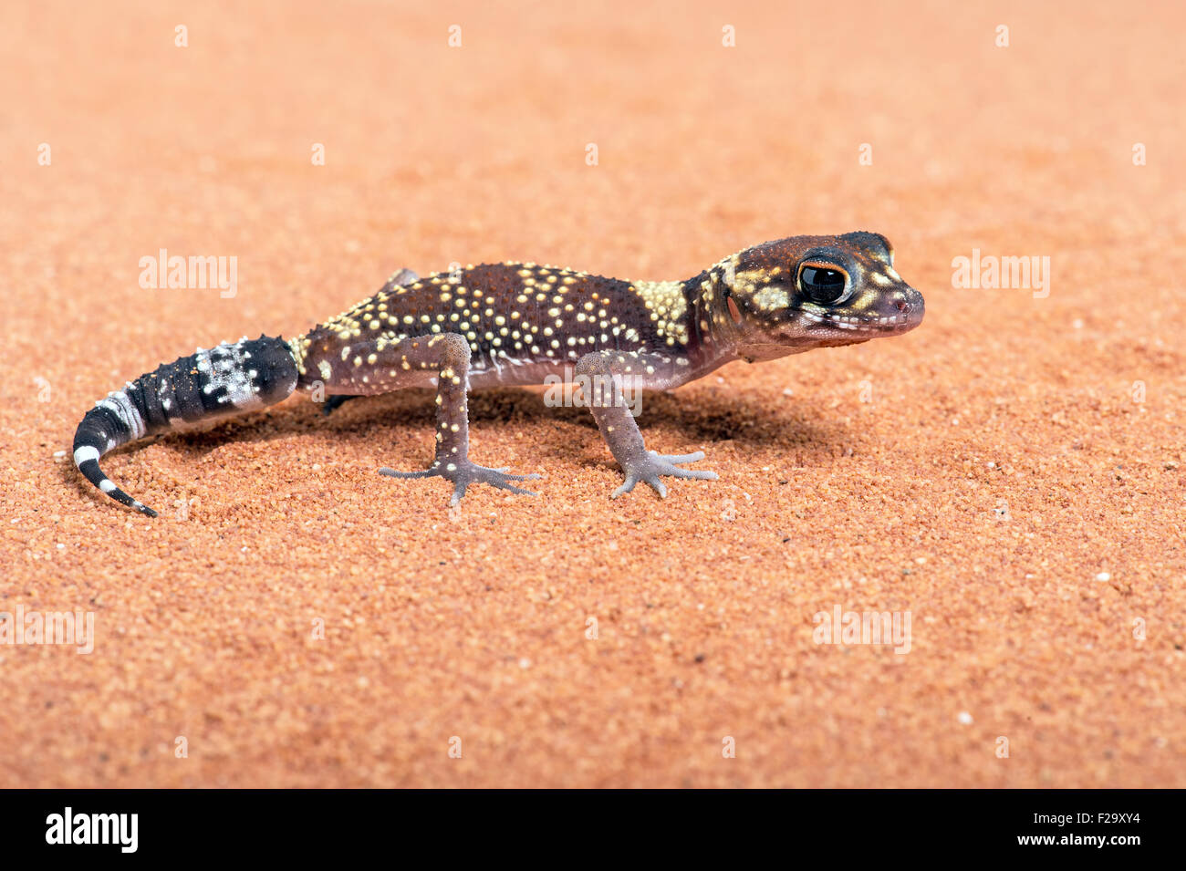 Australian barking gecko (Underwoodisaurus Milii) Foto Stock