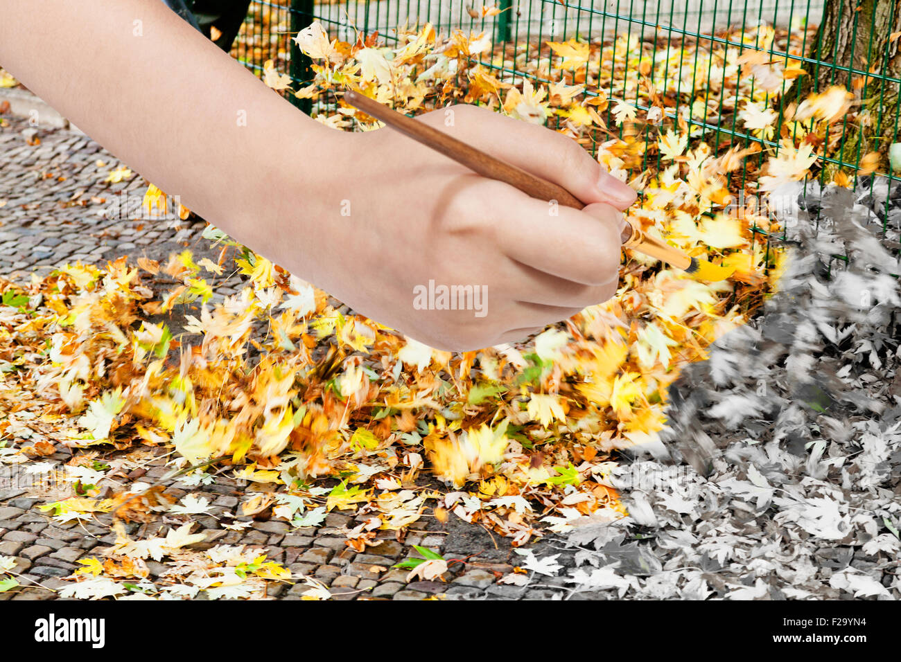 Concetto di natura - mano con pennello vernici caduto foglie gialle sulla strada in autunno Foto Stock