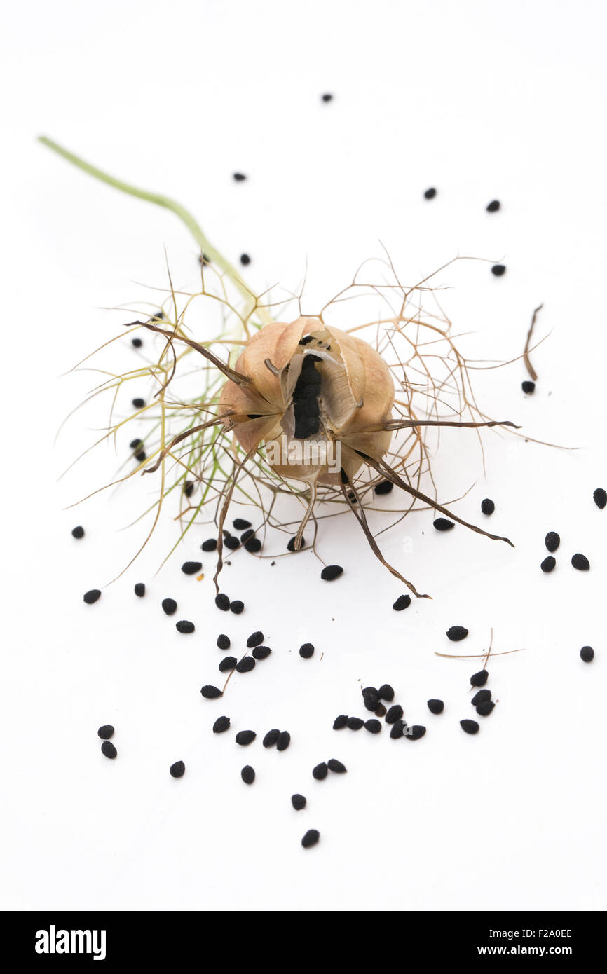 Nigella damascena 'gioielli persiano' seedhead. L'amore-nel-mist seedpod. Foto Stock