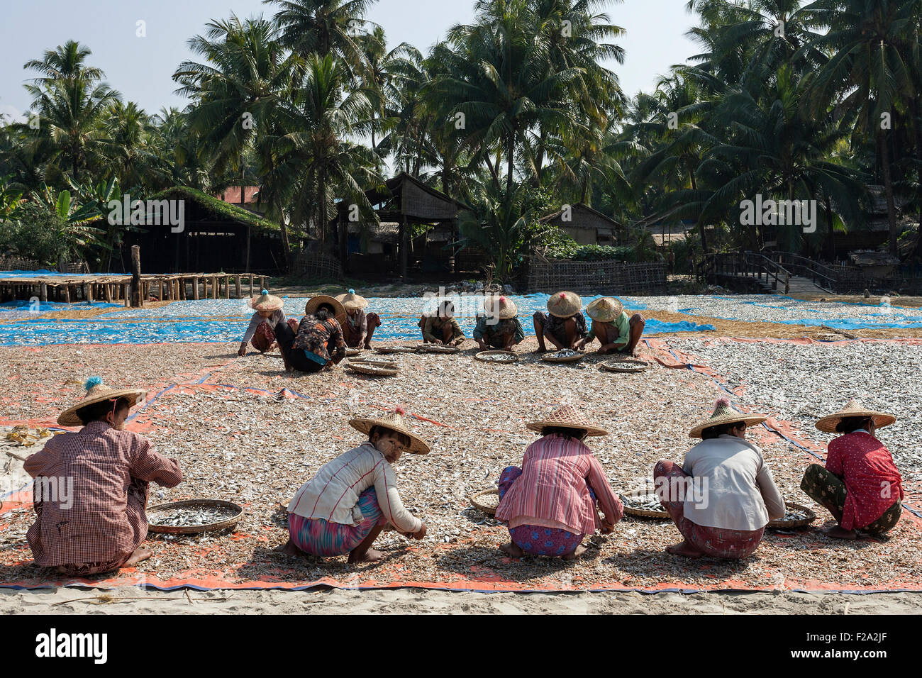 Donne locali indossando cappelli di paglia, smistare pesce in bambù bocce, pesce di essiccazione al sole, legno case di pescatori dietro, sul Foto Stock
