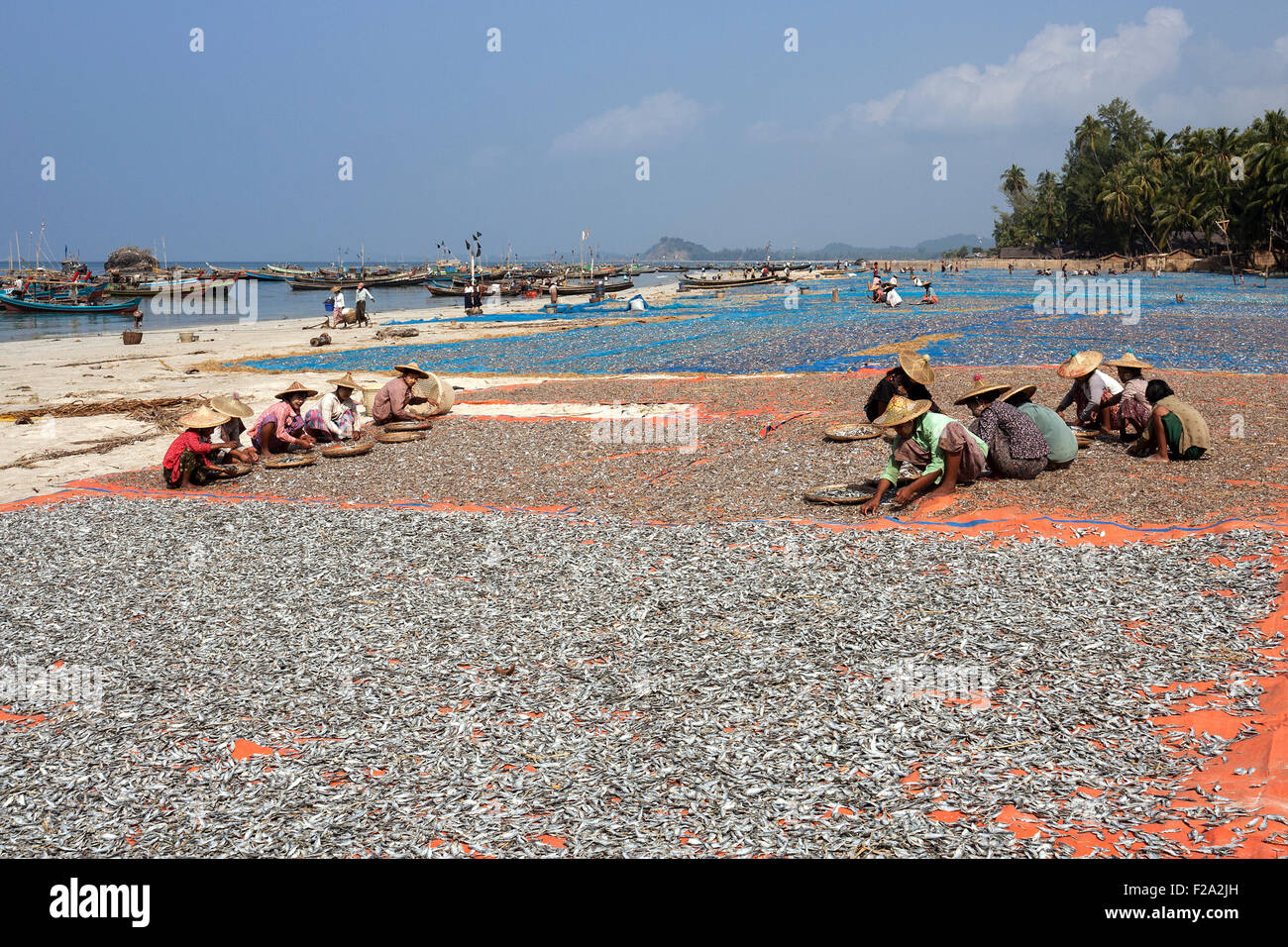 Donne locali indossando cappello di paglia, smistare pesce in bambù bocce, pesce di essiccazione al sole, barche da pesca dietro, sulla spiaggia di la Foto Stock