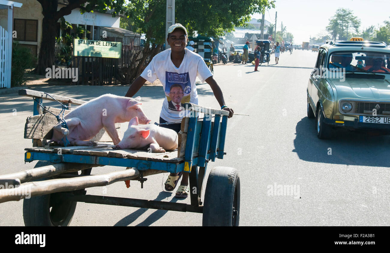 Suini trasportati su un carrello, Morondava, Madagascar Foto Stock