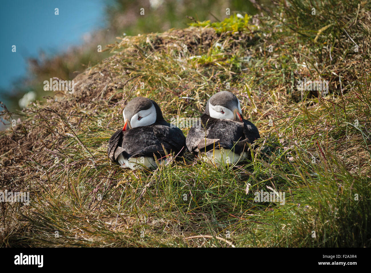 Atlantic pulcinelle di mare (Fratercula arctica), dormire, giovane, Látrabjarg, Westfjords, Islanda Foto Stock