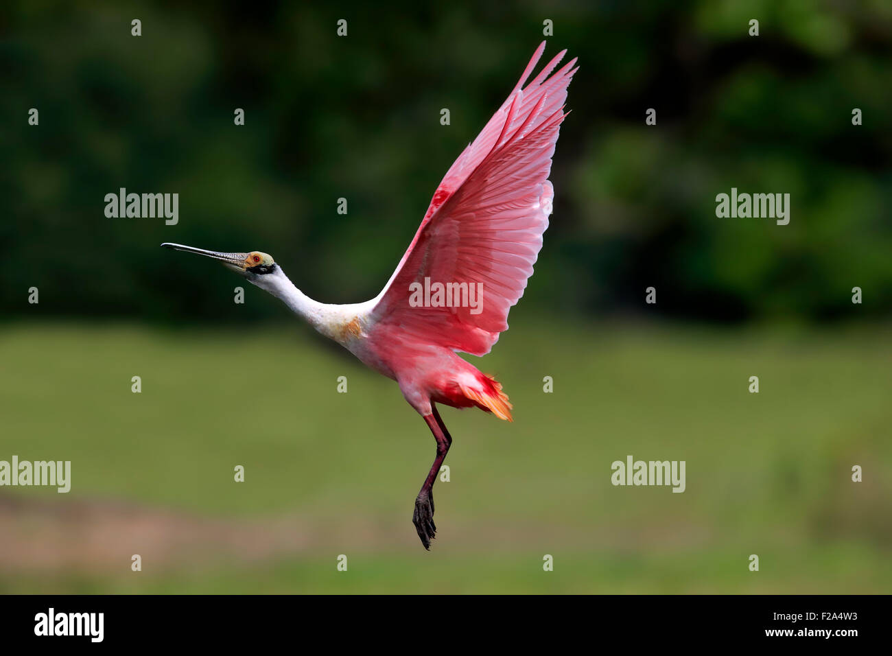 Roseate spoonbill (Ajaia ajaja), Adulto battenti, Pantanal, Mato Grosso, Brasile Foto Stock