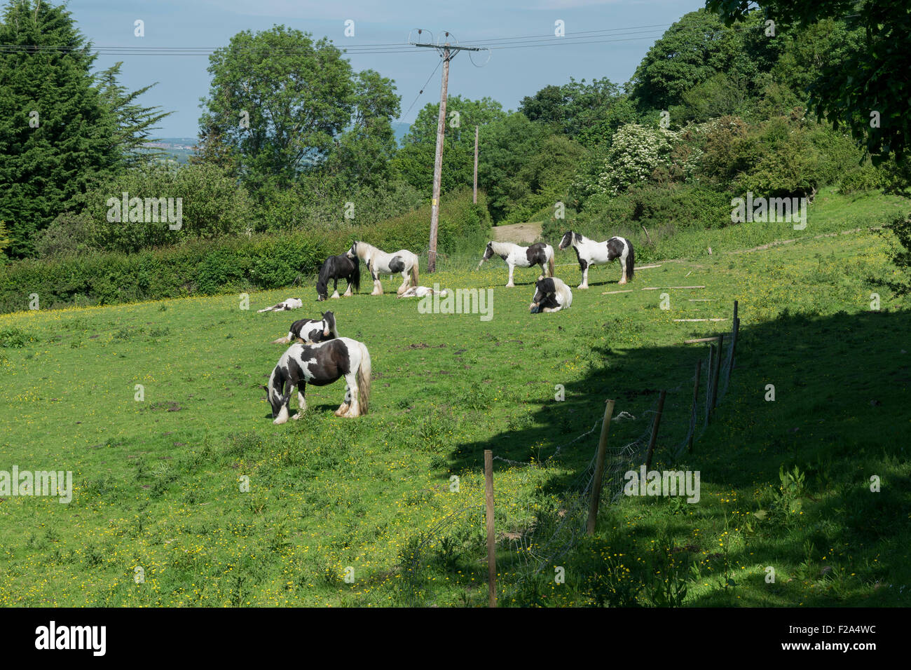 Pony Welsh pascolare in estate il sole Foto Stock