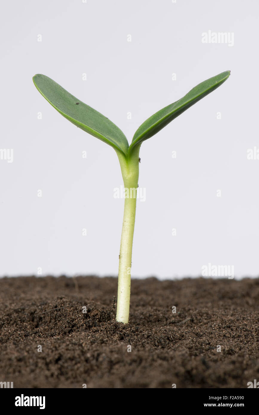 Piantina di girasole con cotiledoni dopo germiunation Girasole piantina con l'espansione cotiledoni Foto Stock