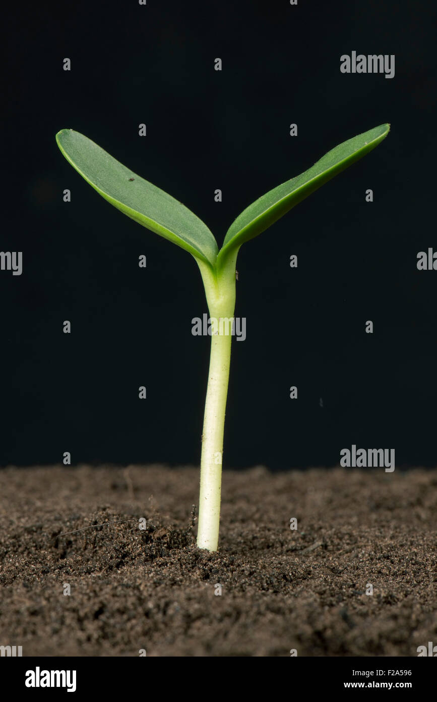 Piantina di girasole con cotiledoni in espansione Foto Stock