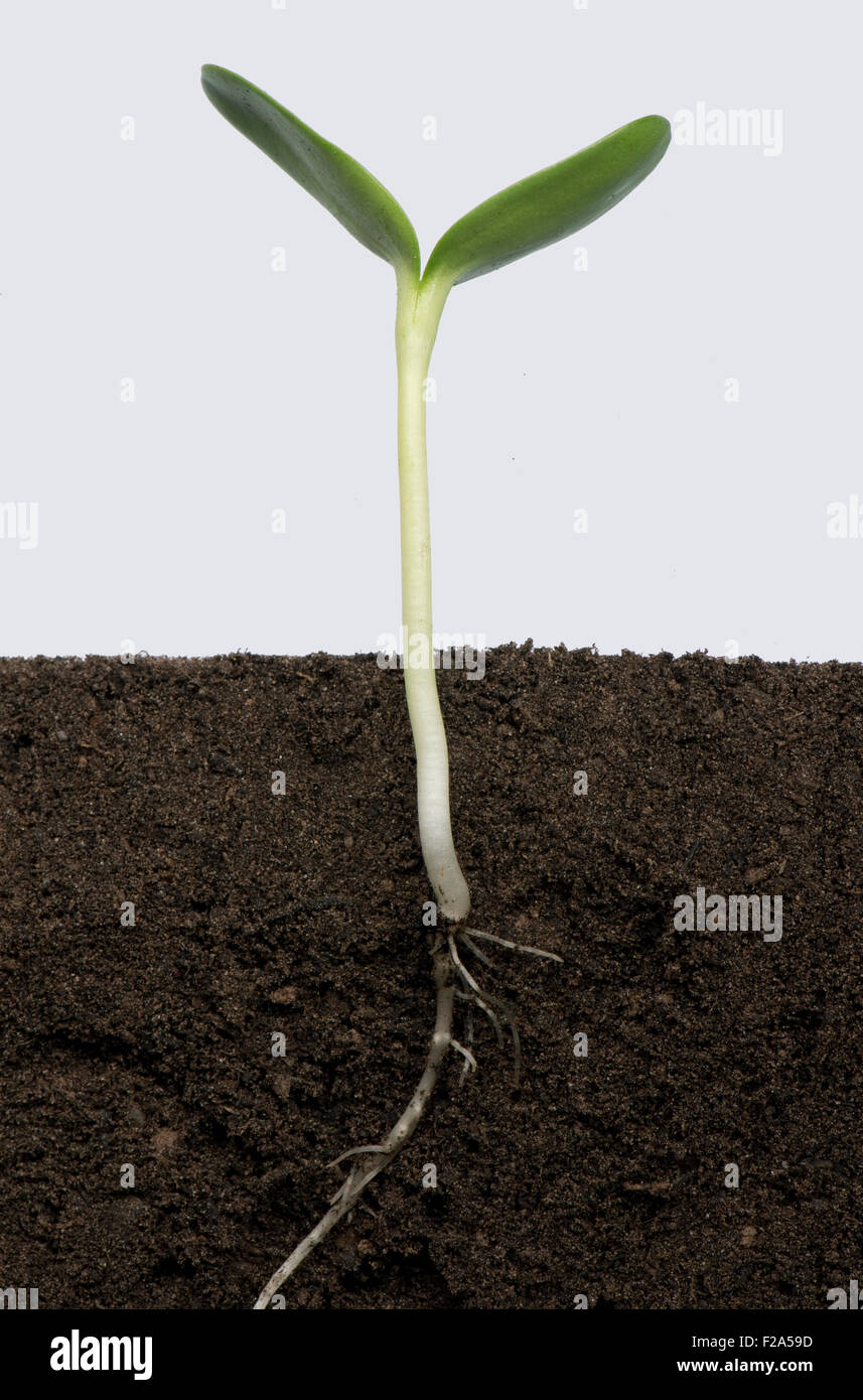 Piantina di girasole con cotiledoni espandere (numero di serie5) Foto Stock