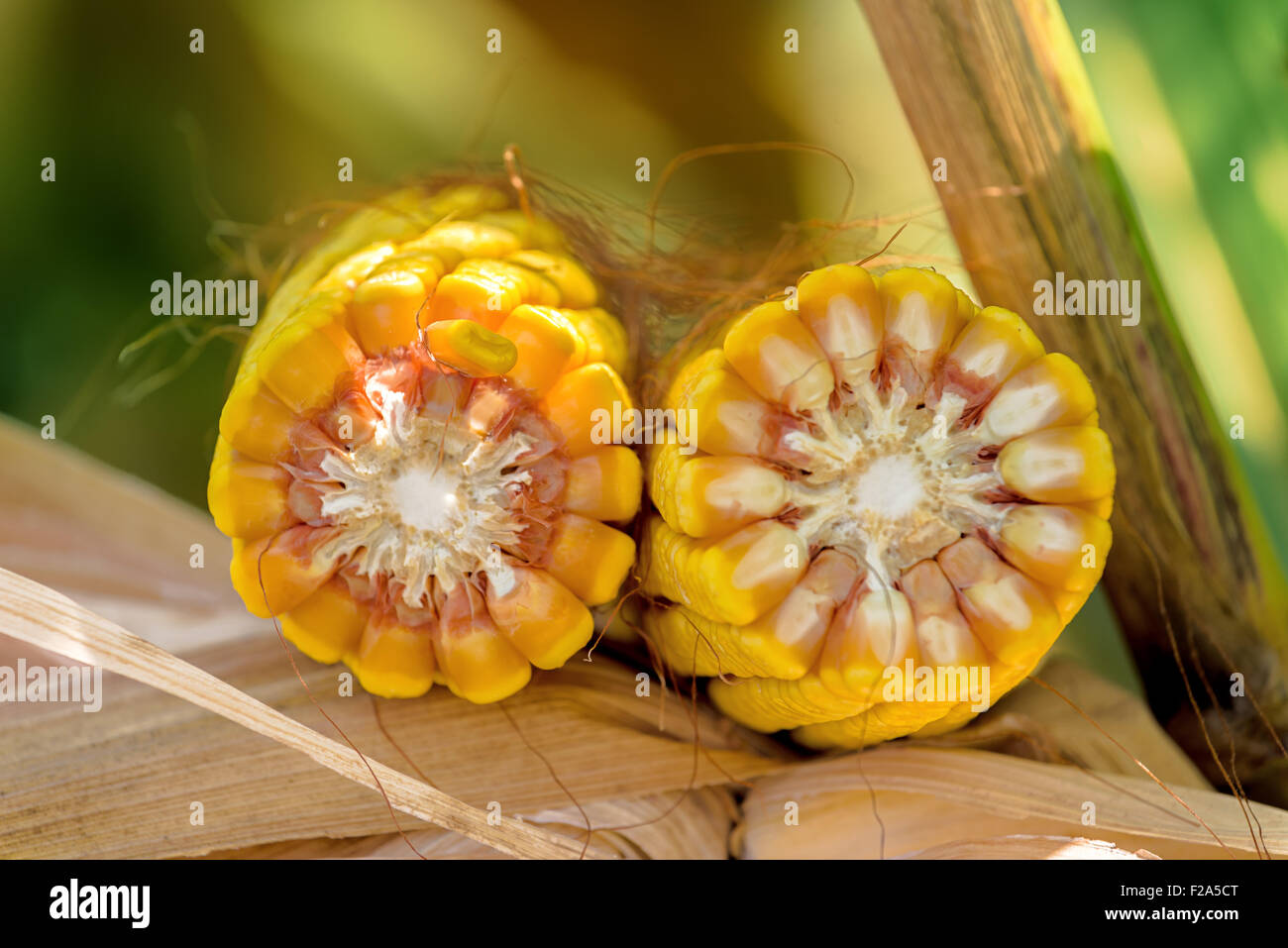 Orecchio raccolti di grano, mais su cob in campo agricolo, sezione trasversale, il fuoco selettivo Foto Stock