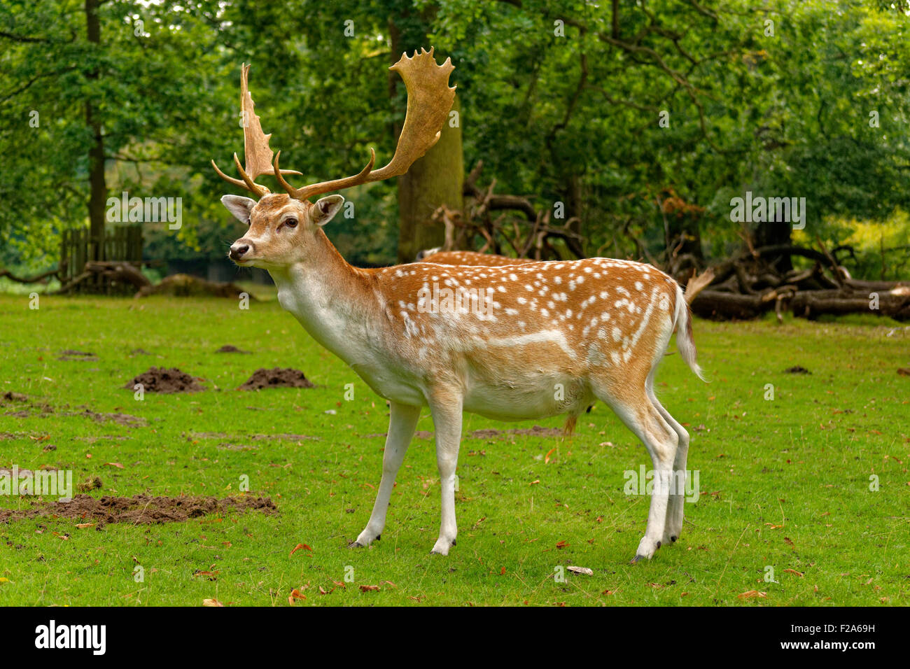 Daini a Dunham Massey Hall Deer Park, Dunham Park, Altrincham, Trafford, Greater Manchester. Foto Stock