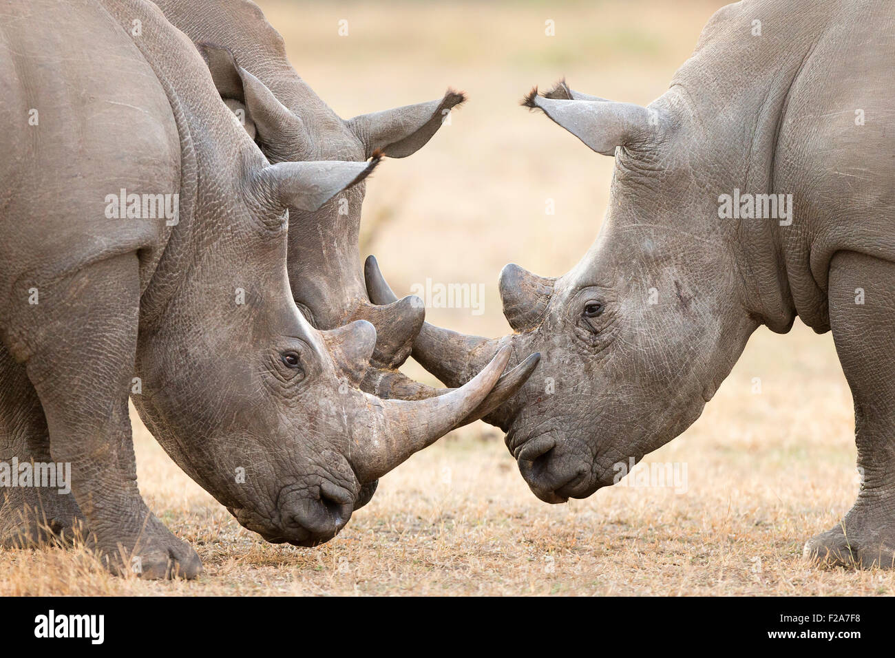 Tre rinoceronte bianco tori (Ceratotherium simum) a colpi di corna e interagire nel Parco Nazionale di Kruger (Sud Africa) Foto Stock