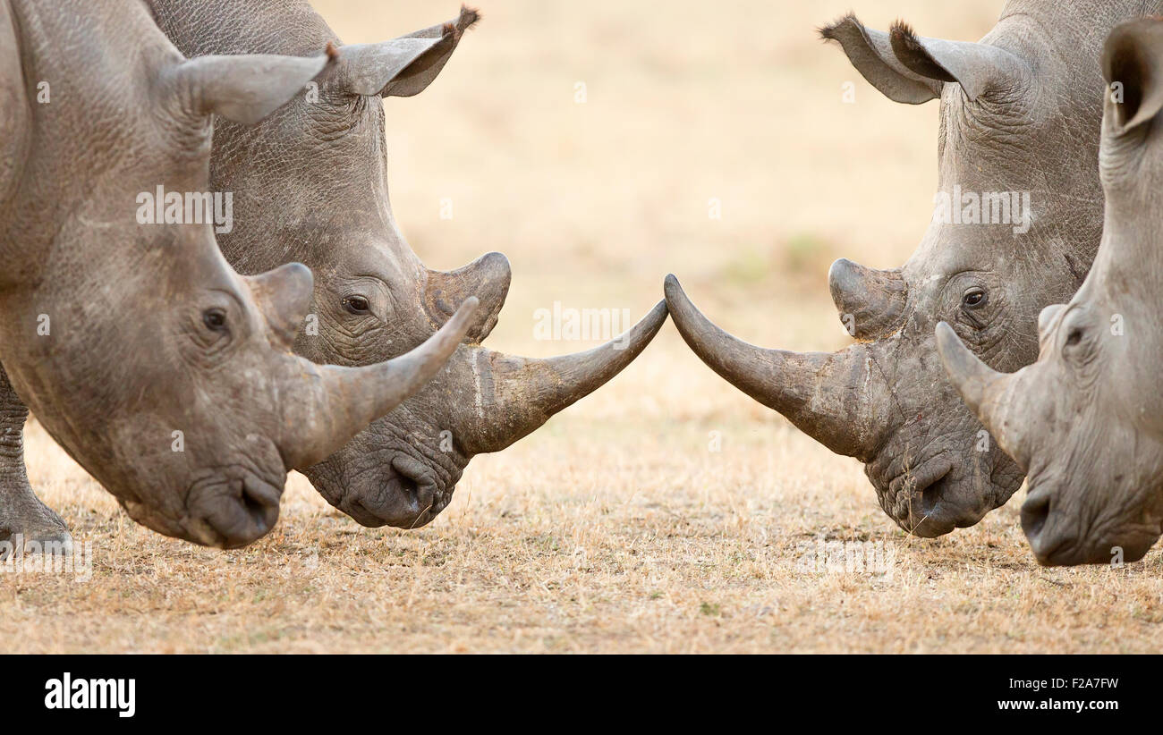 Quattro rinoceronte bianco tori (Ceratotherium simum) a colpi di corna e interagire nel Parco Nazionale di Kruger (Sud Africa) Foto Stock