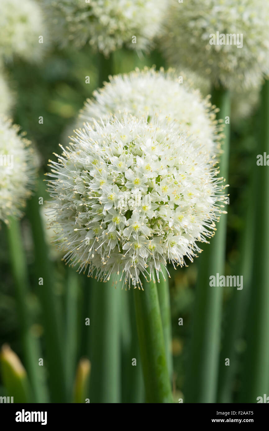 Allium pskemense bianco giallo perenne in fiore Foto Stock