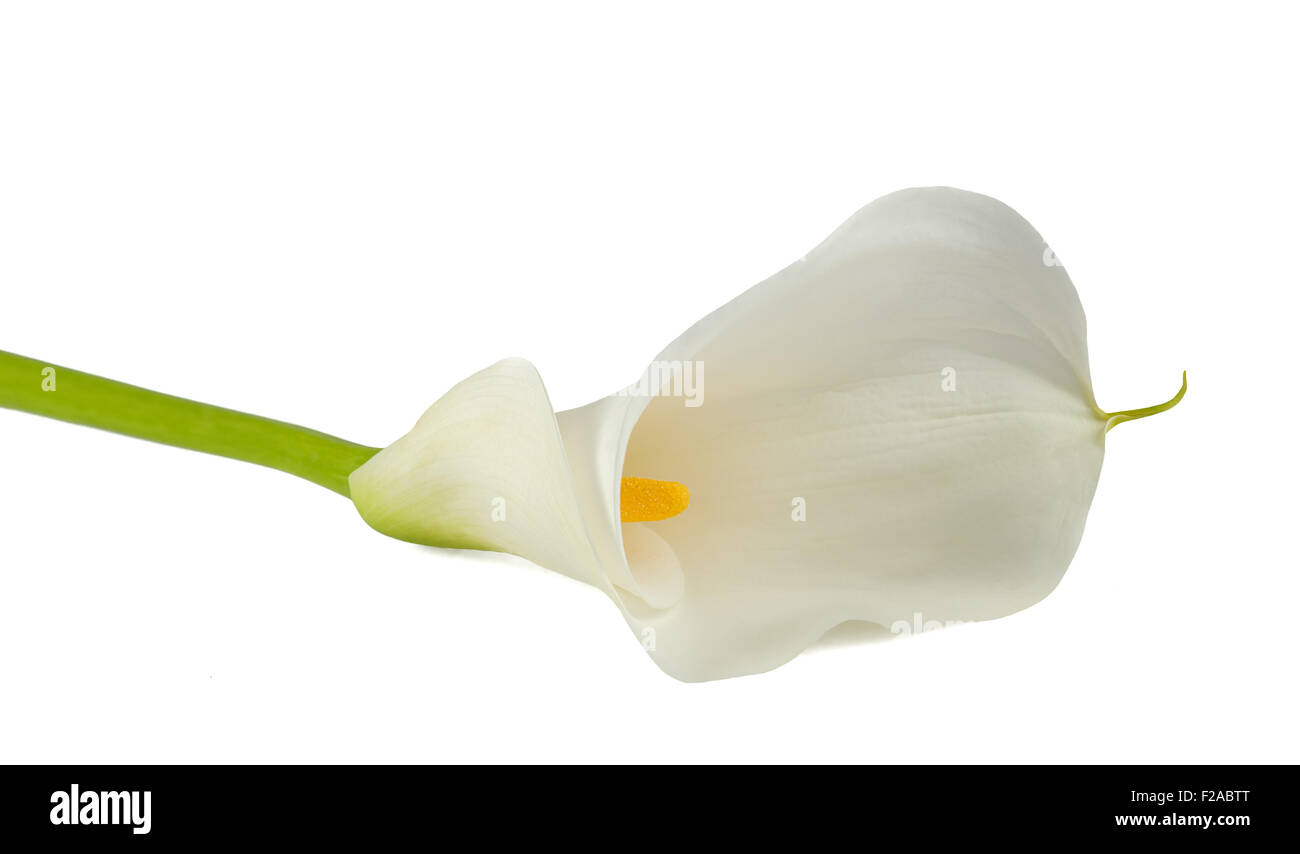 White Calla Lily, isolato su bianco. Bud e pieno-fiore Foto Stock