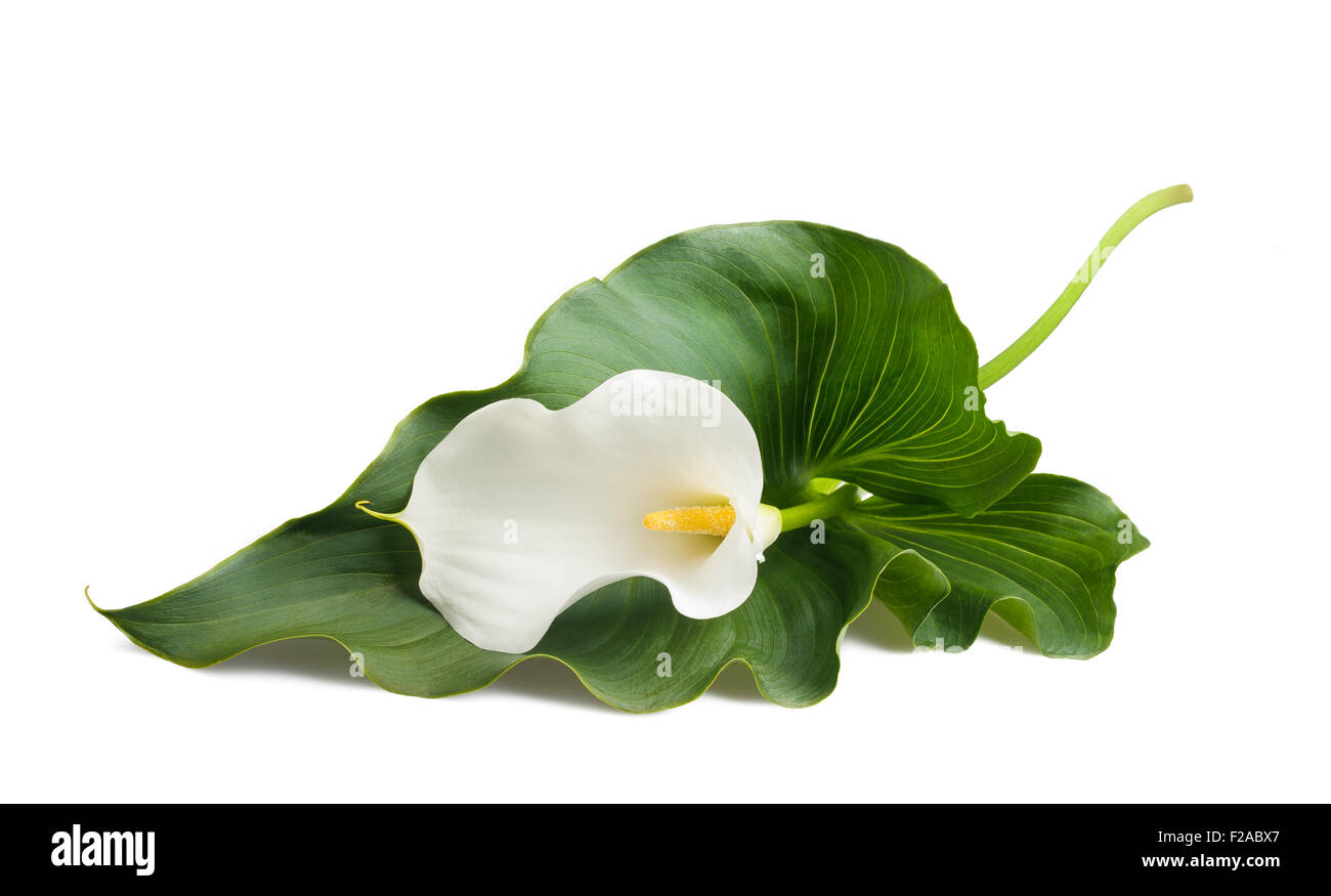 White calla lily con foglie isolato su bianco. Foto Stock
