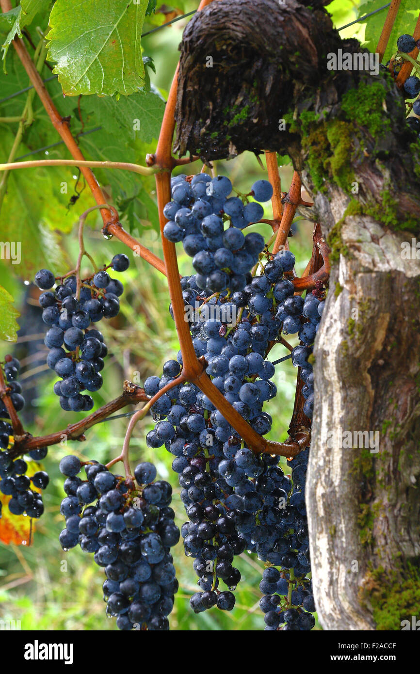 Vendemmia in autunno Foto Stock