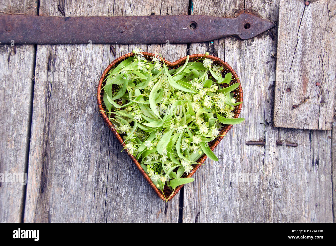 A forma di cuore cesto in vimini pieno di medici freschi fiori di tiglio Foto Stock