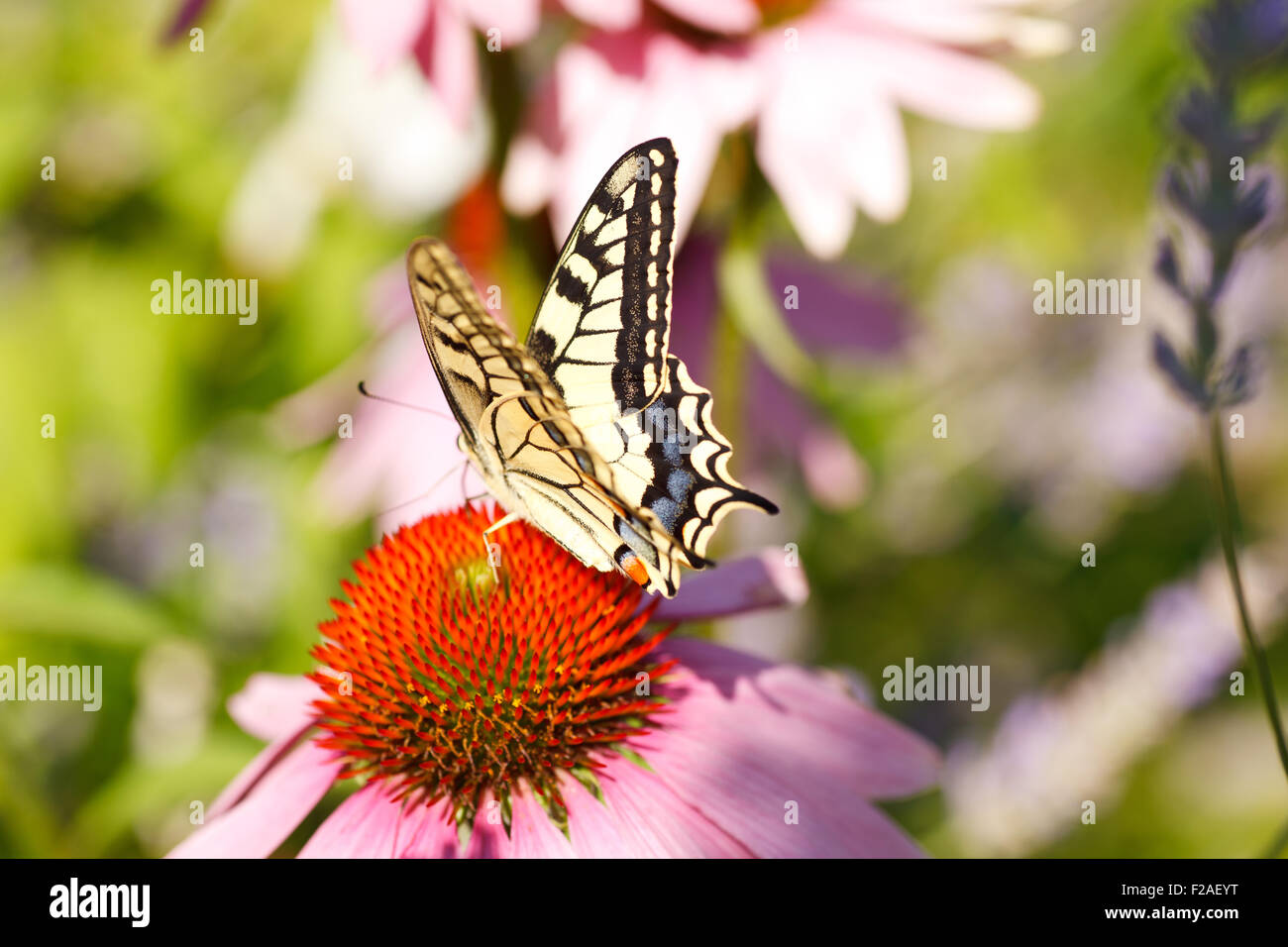 Coda forcuta - Vecchio Mondo a coda di rondine, a farfalla sul fiore di echinacea Foto Stock