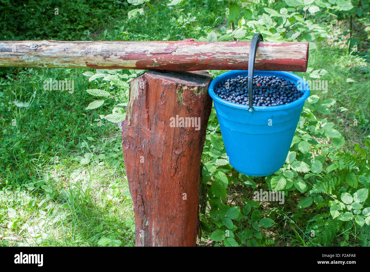 Benna di blu di mirtilli appeso a un palo di legno tra erba verde Foto Stock