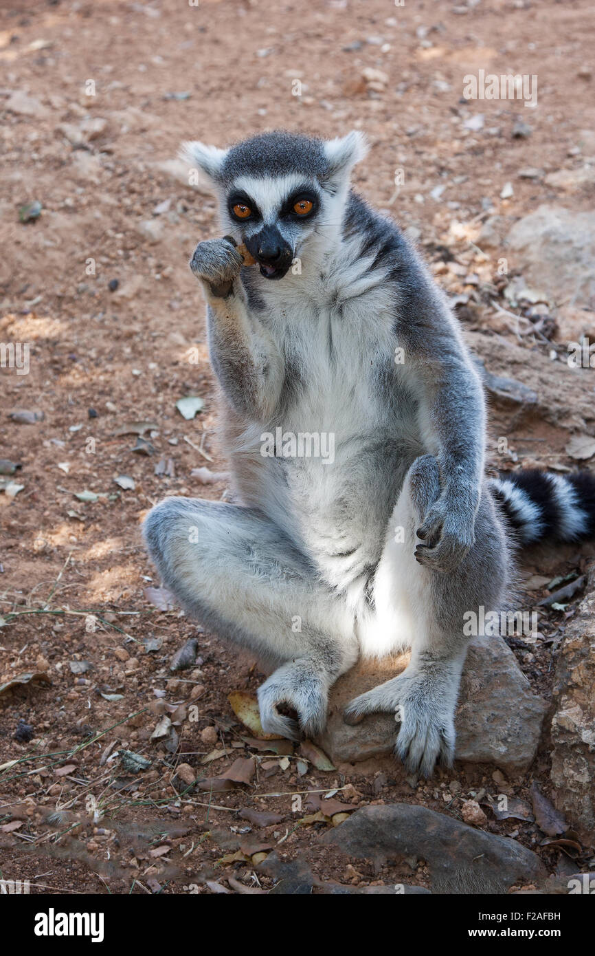 Anello lemure codato in seduta un uomo-come la postura e mangiare Foto Stock