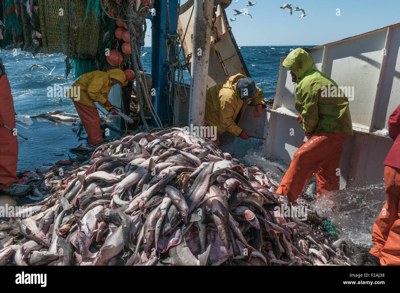 Ordinamento delle catture di eglefino, scrod, Pollock e palombo sul ponte del peschereccio offshore. Georges Bank, New England Foto Stock