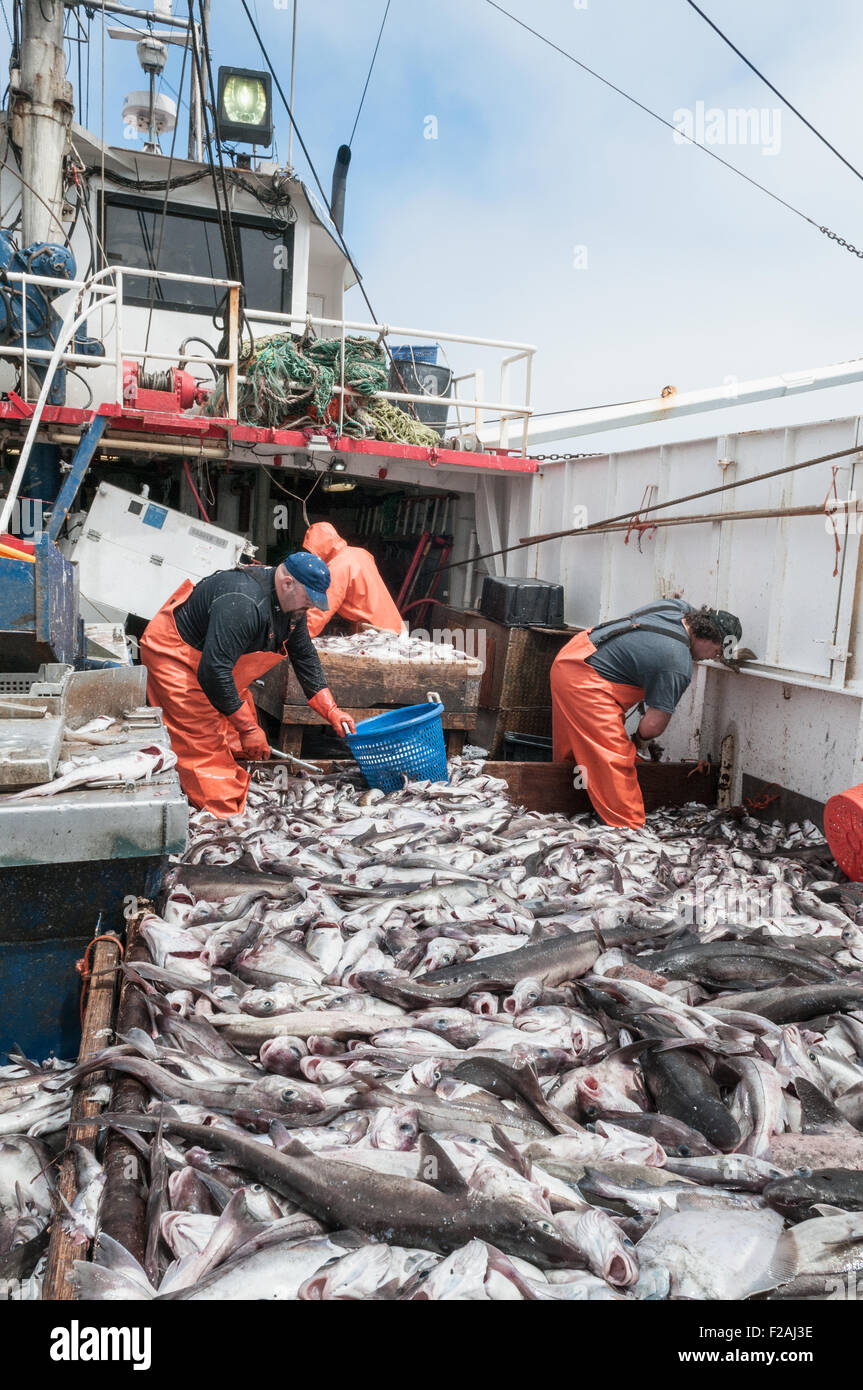 Ordinamento delle catture di eglefino, scrod, Pollock e palombo sul ponte del peschereccio offshore. Georges Bank, New England Foto Stock