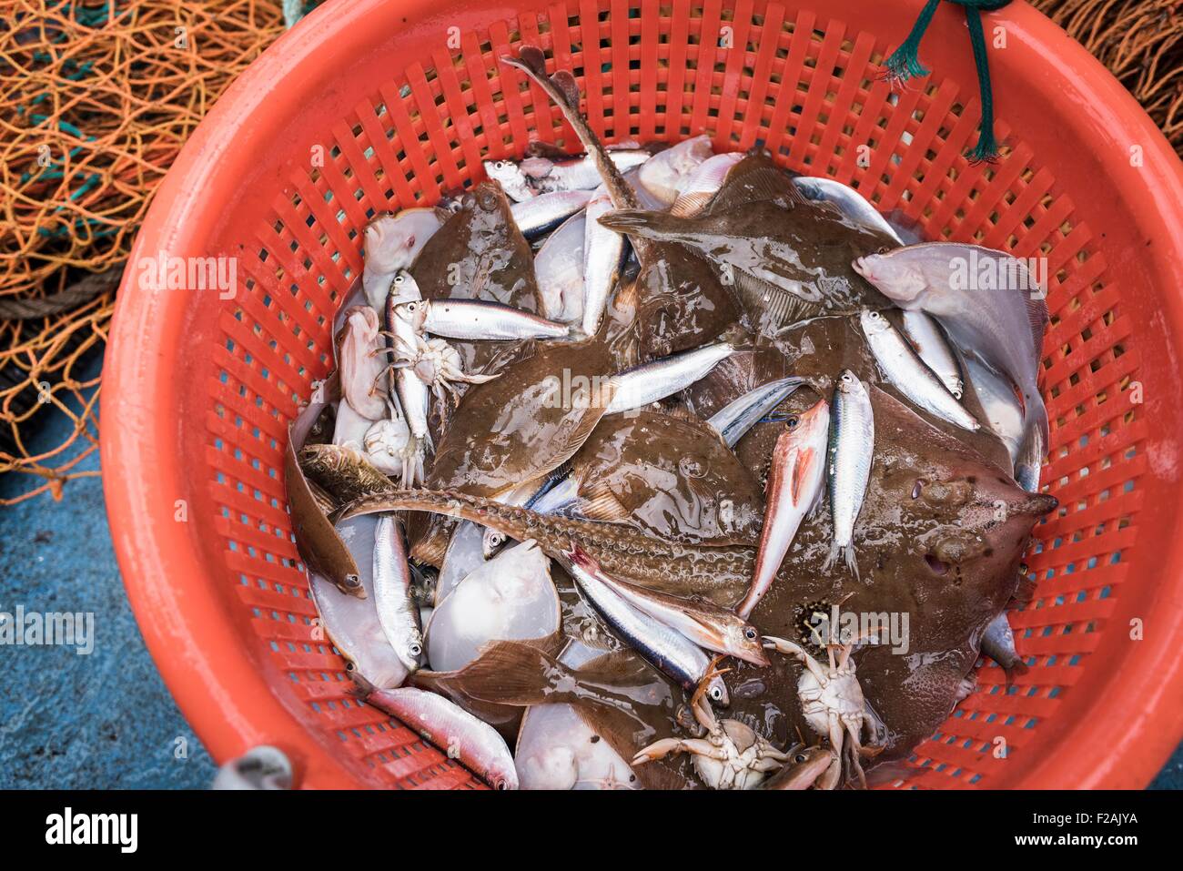 Campione delle catture di pesce sul ponte della nave per la ricerca Foto Stock