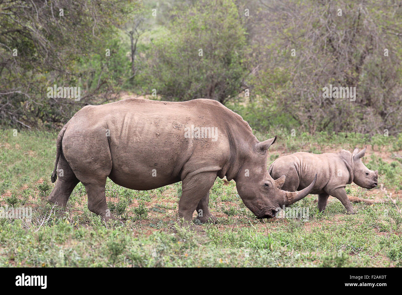 Una femmina di rhino / rhinoceros proteggendo il suo vitello in Sud Africa Foto Stock