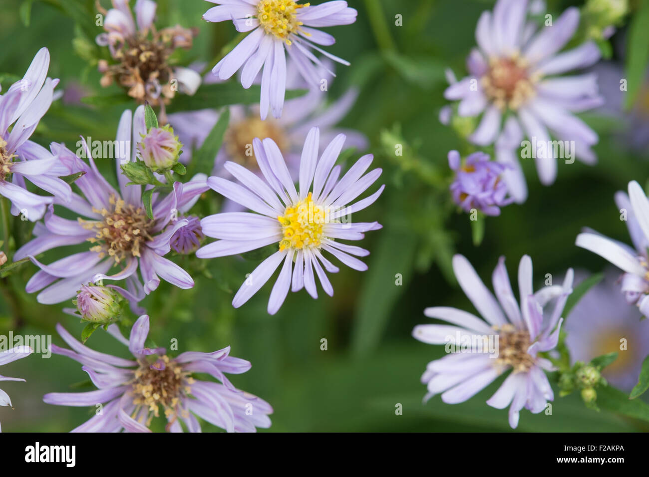Symphyotrichum cordifolium lilla e giallo fiori perenni Foto Stock