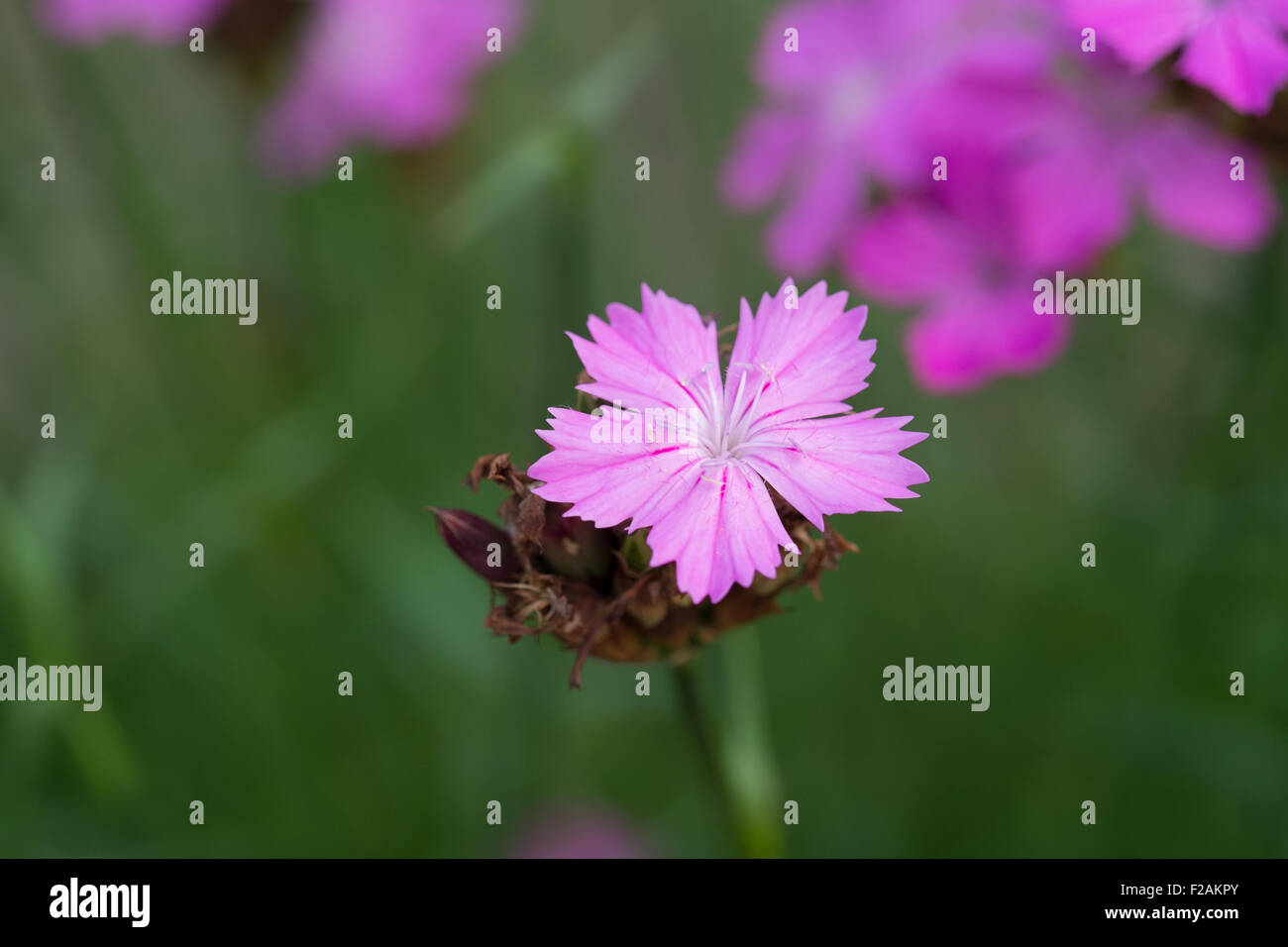 Dianthus carthusianorum perenne rosa in fiore in stretta fino Foto Stock