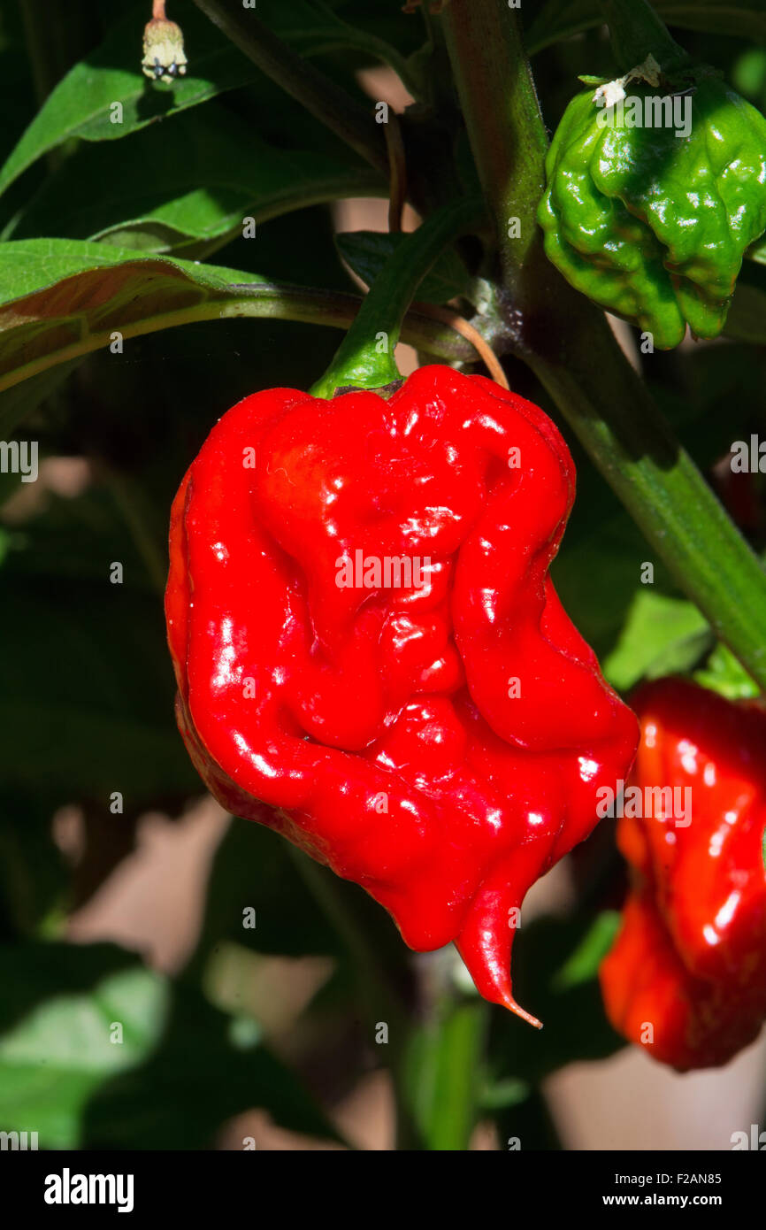 Un Carolina Reaper Peperoncino (Capsicum chinense), attualmente il mondo più calde di pepe (2013 - 2015). Foto Stock