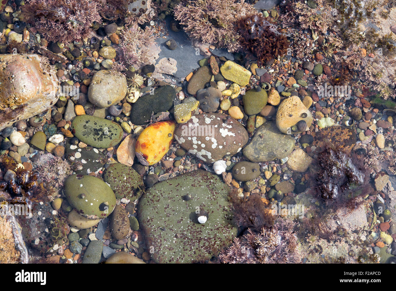 Ciottoli punteggiati e alghe marine in una rock pool sul litorale di Northumberland Foto Stock