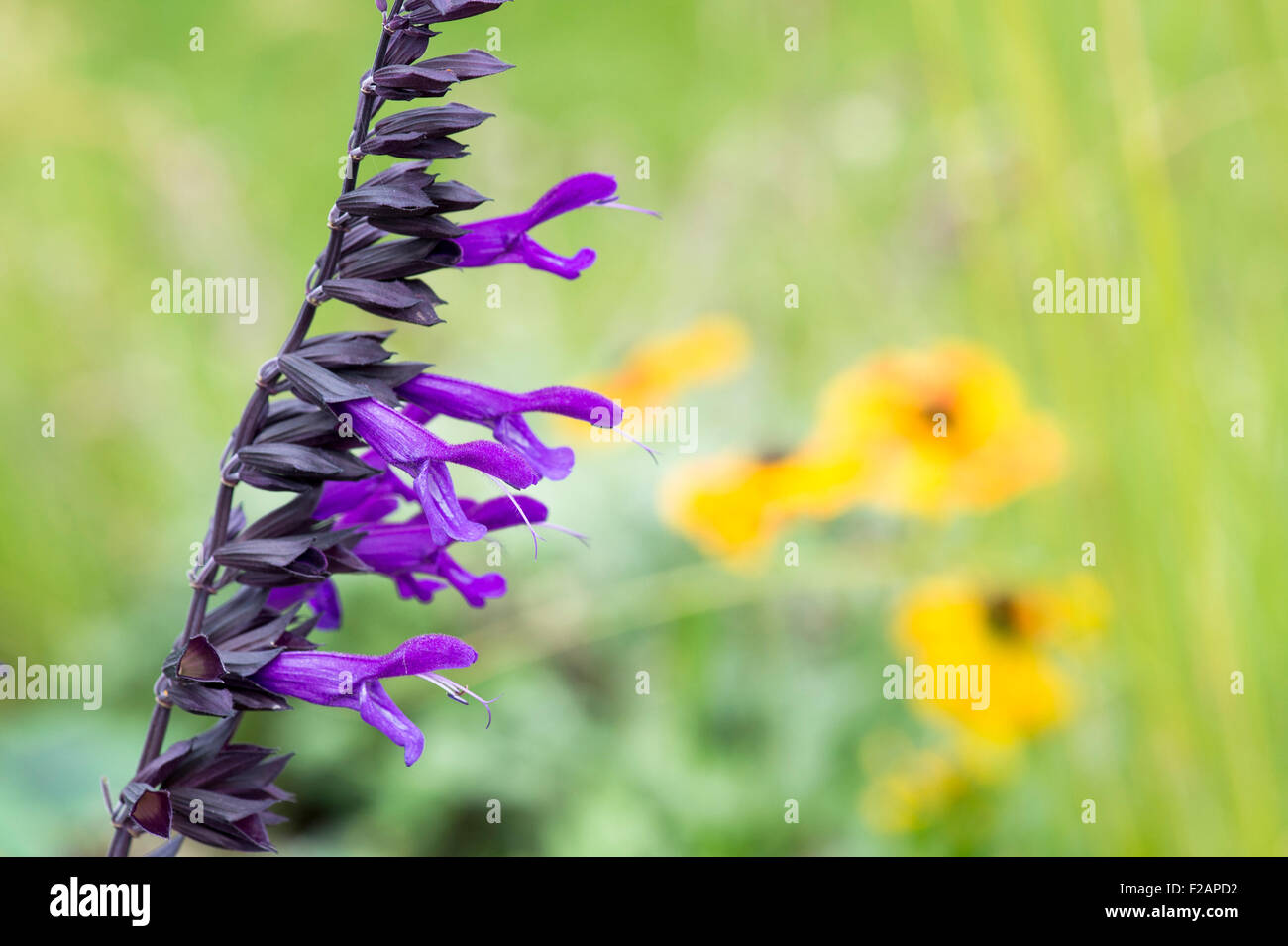 La Salvia Amistad. Sage Foto Stock