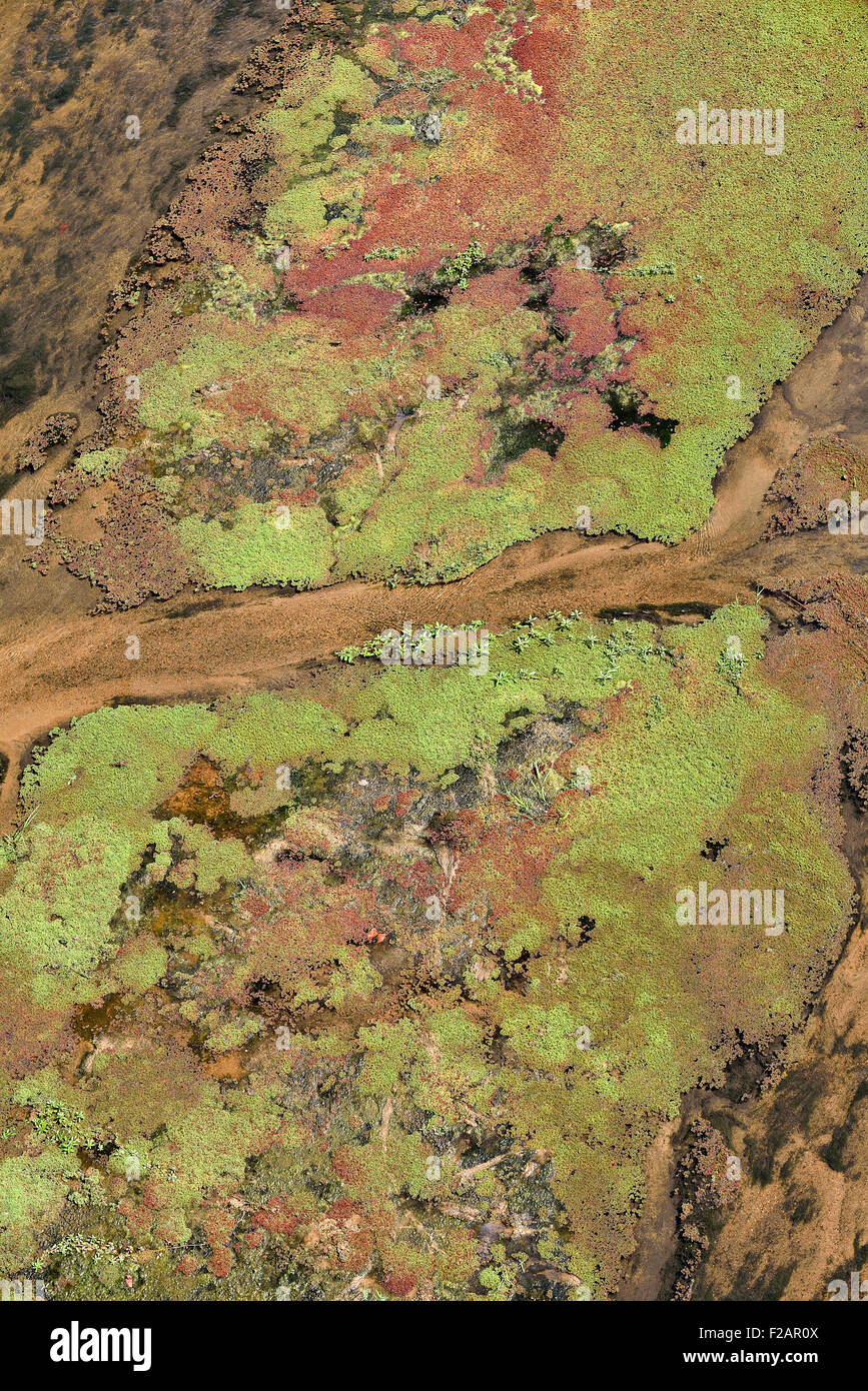 Sud Africa, Kruger distretto, dettaglio del fiume Letaba Foto Stock