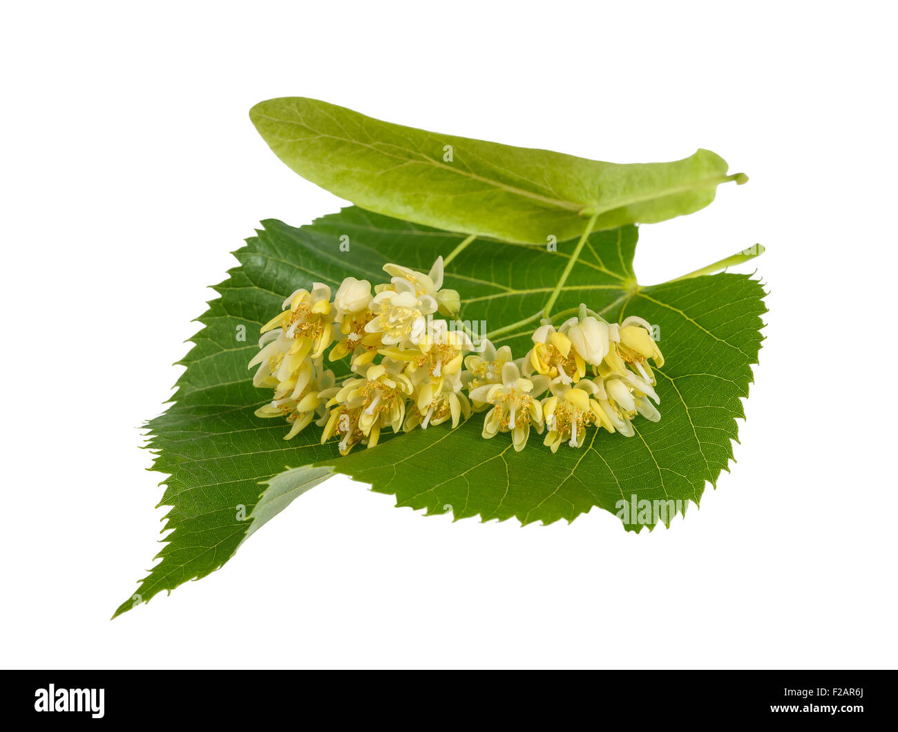 Linden foglie con fiori isolati su sfondo bianco Foto Stock