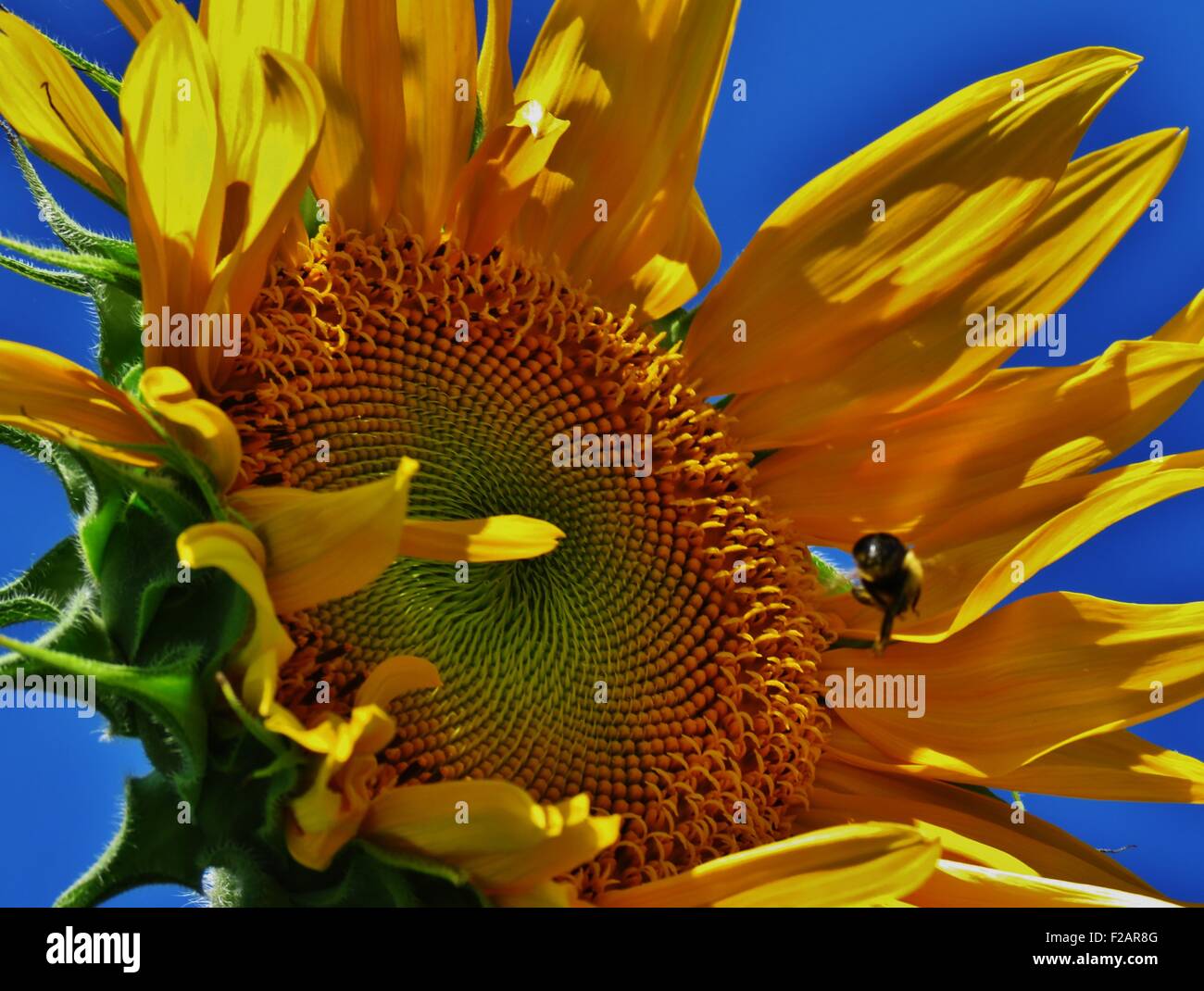Si tratta di un colpo di un ape battenti nella parte anteriore di un girasole in una giornata di vento a Chicago a est di Buckingham Fountain. Foto Stock