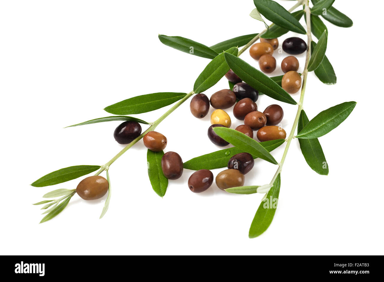 Il ramo con olive isolato su bianco Foto Stock