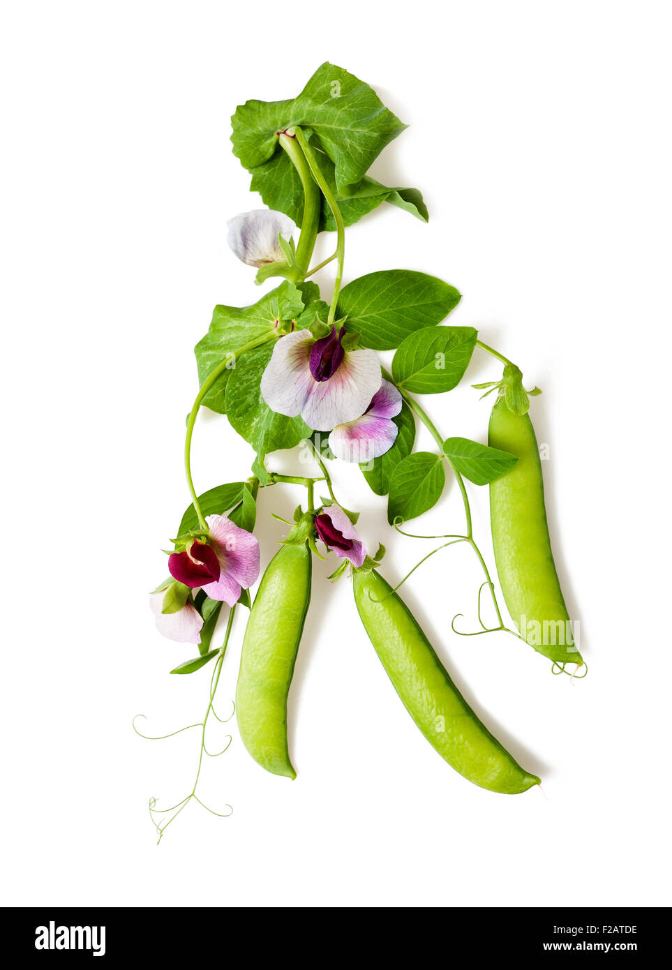 Fiori di piselli con baccelli isolato su bianco Foto Stock